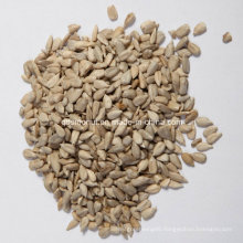 Chinese Origin Sunflower Seed Kernel